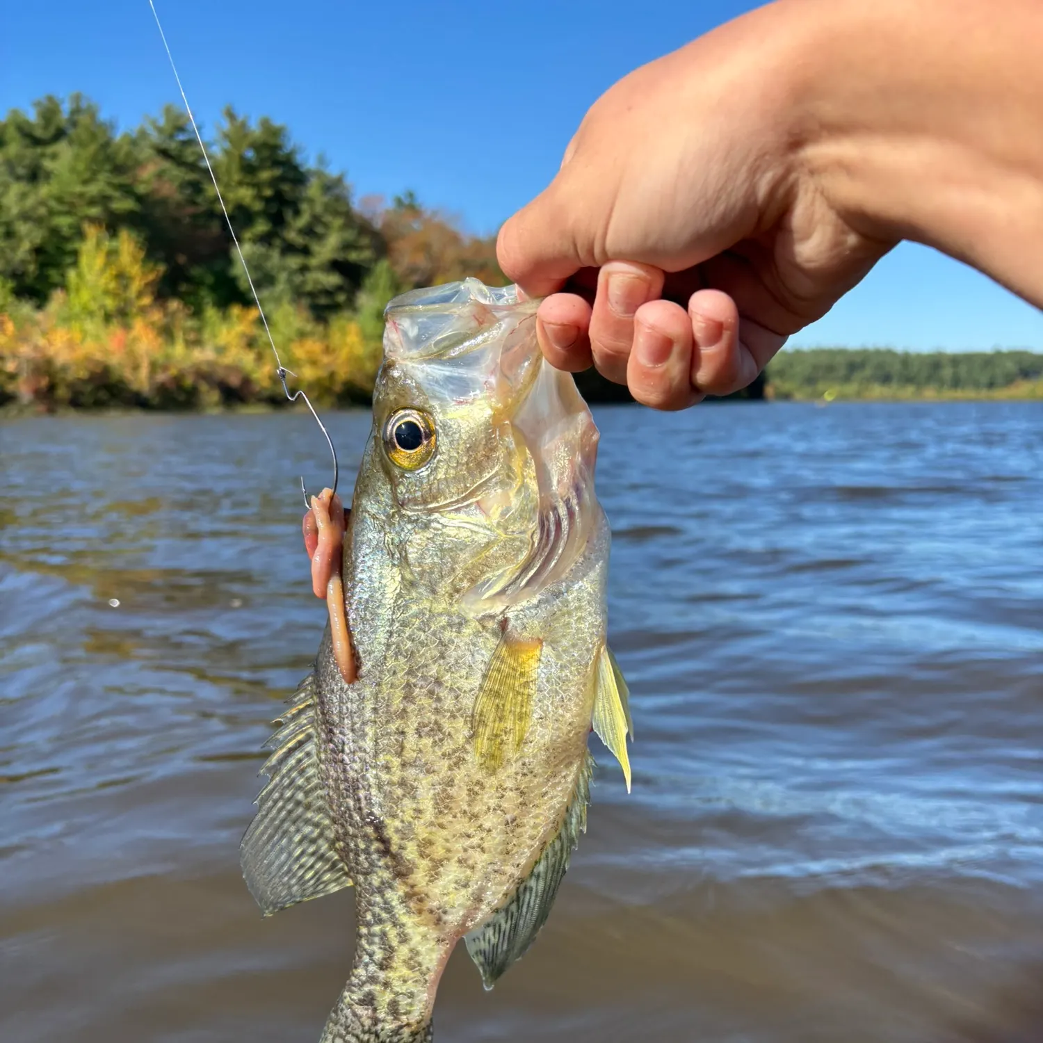 Black crappie caught on Fishbrain
