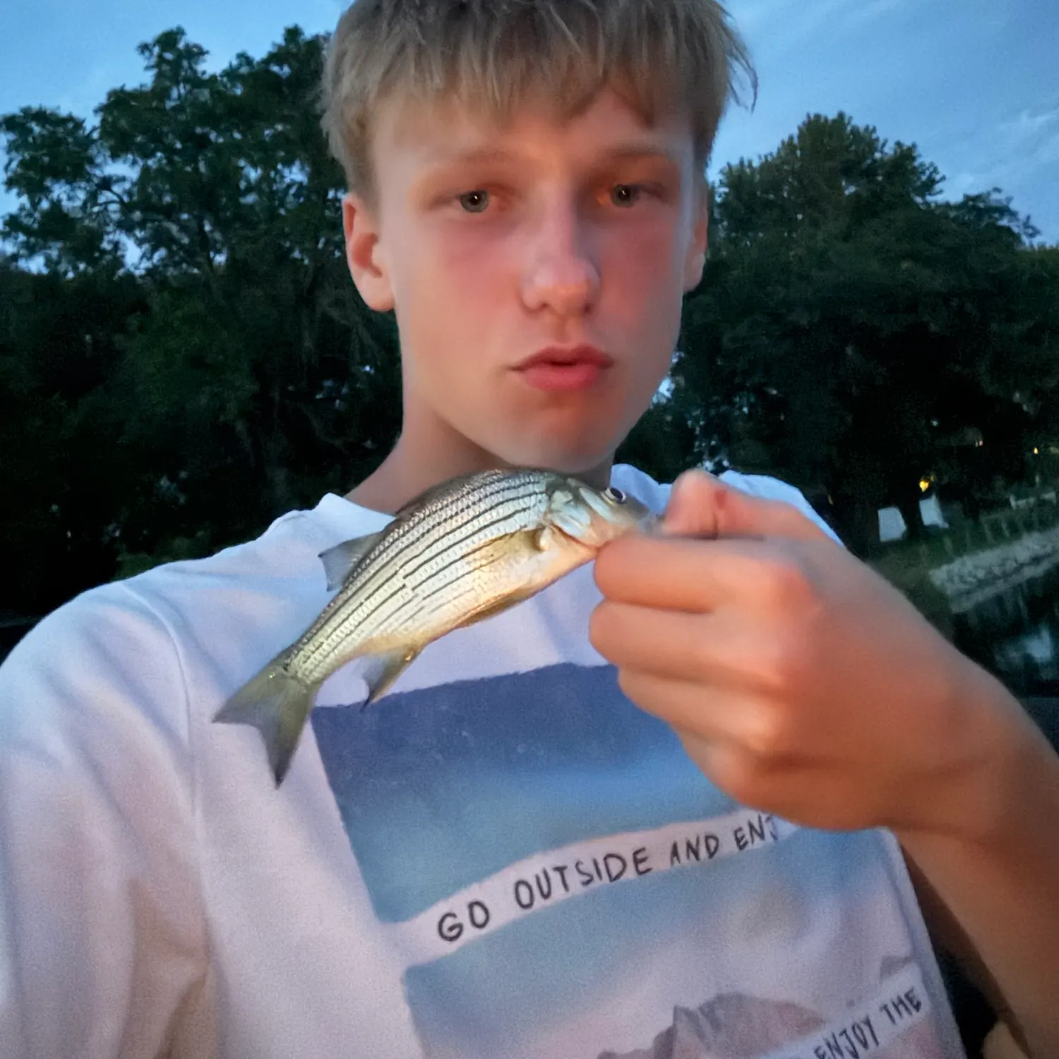 Yellow bass caught on Fishbrain