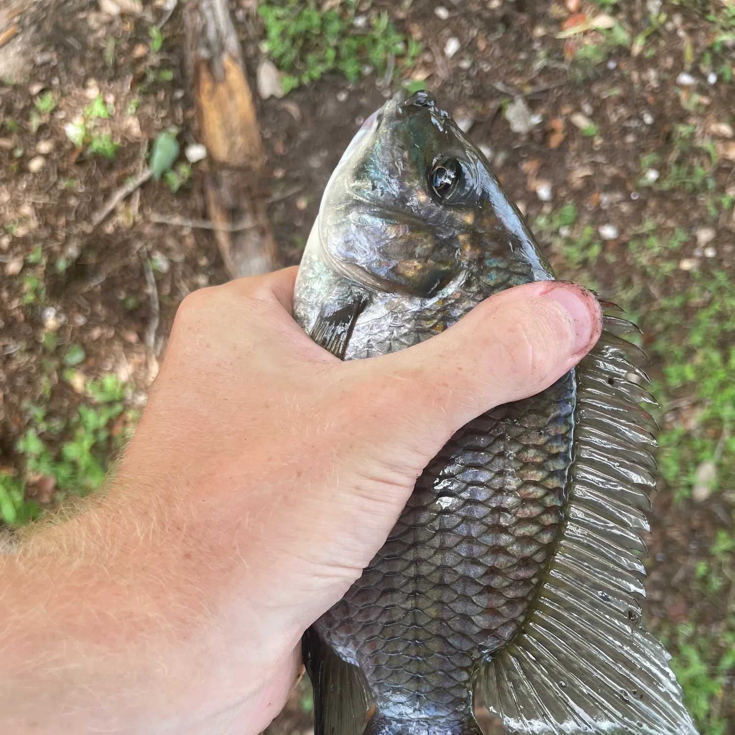 Spotted tilapia caught on Fishbrain