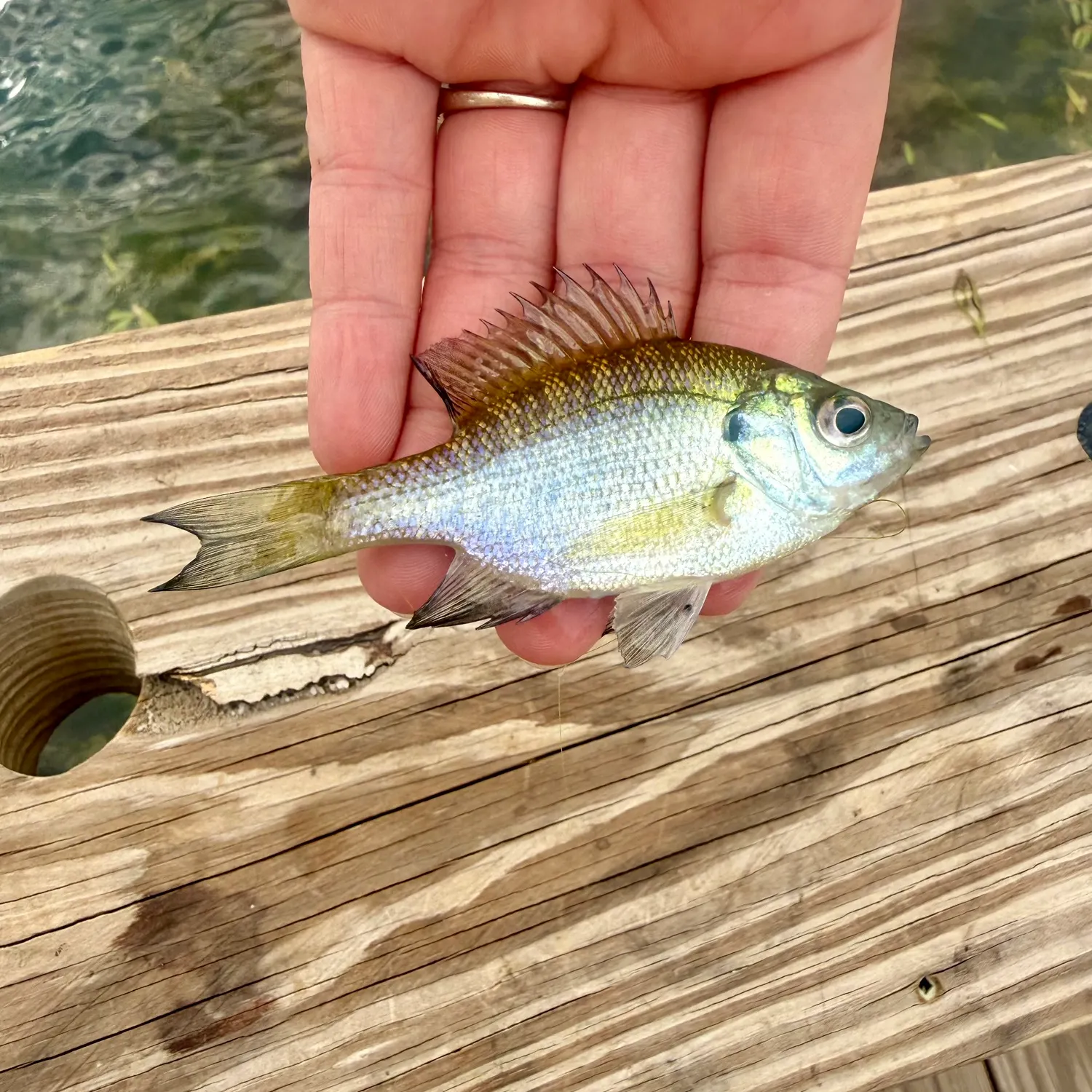 Bluegill caught on Fishbrain