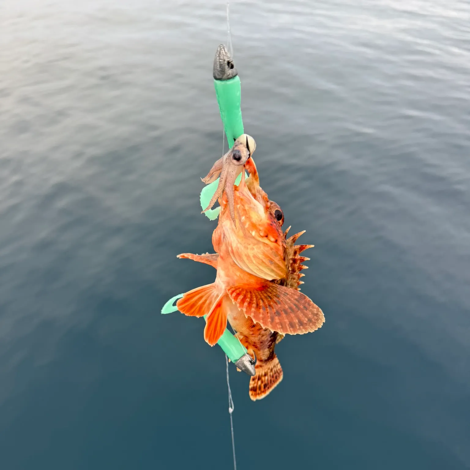 The most recent Vermilion rockfish catches on Fishbrain
