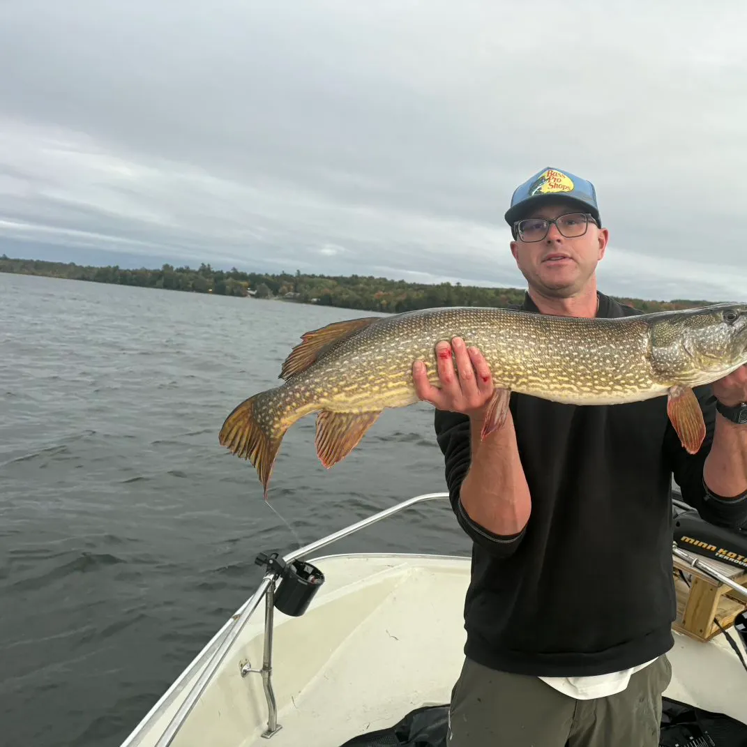 Northern pike caught on Fishbrain