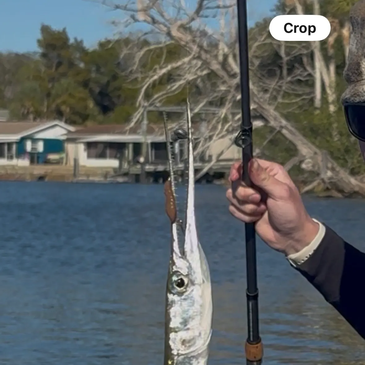 The most recent Atlantic needlefish catches on Fishbrain