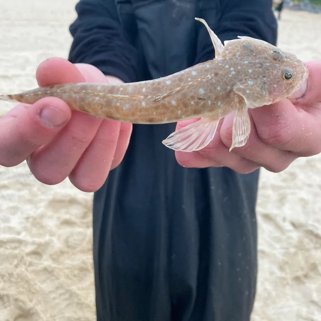 The most recent Blue-spotted flathead catches on Fishbrain