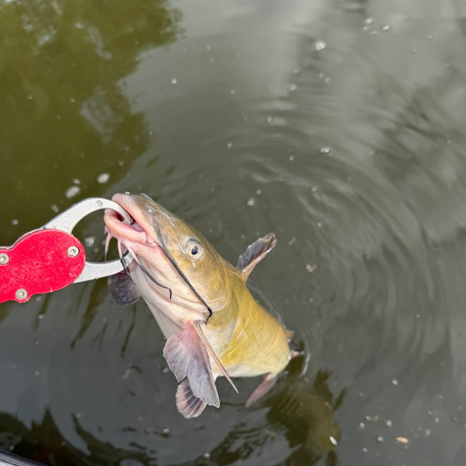 Channel catfish caught on Fishbrain