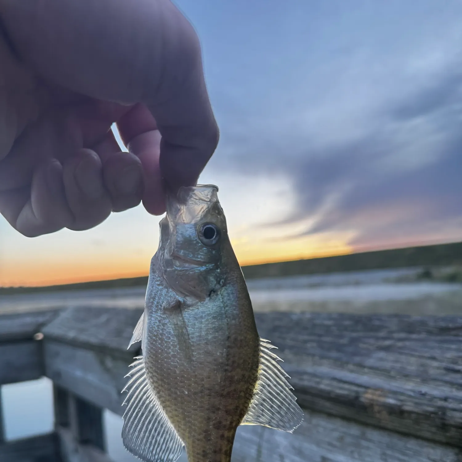 White crappie caught on Fishbrain