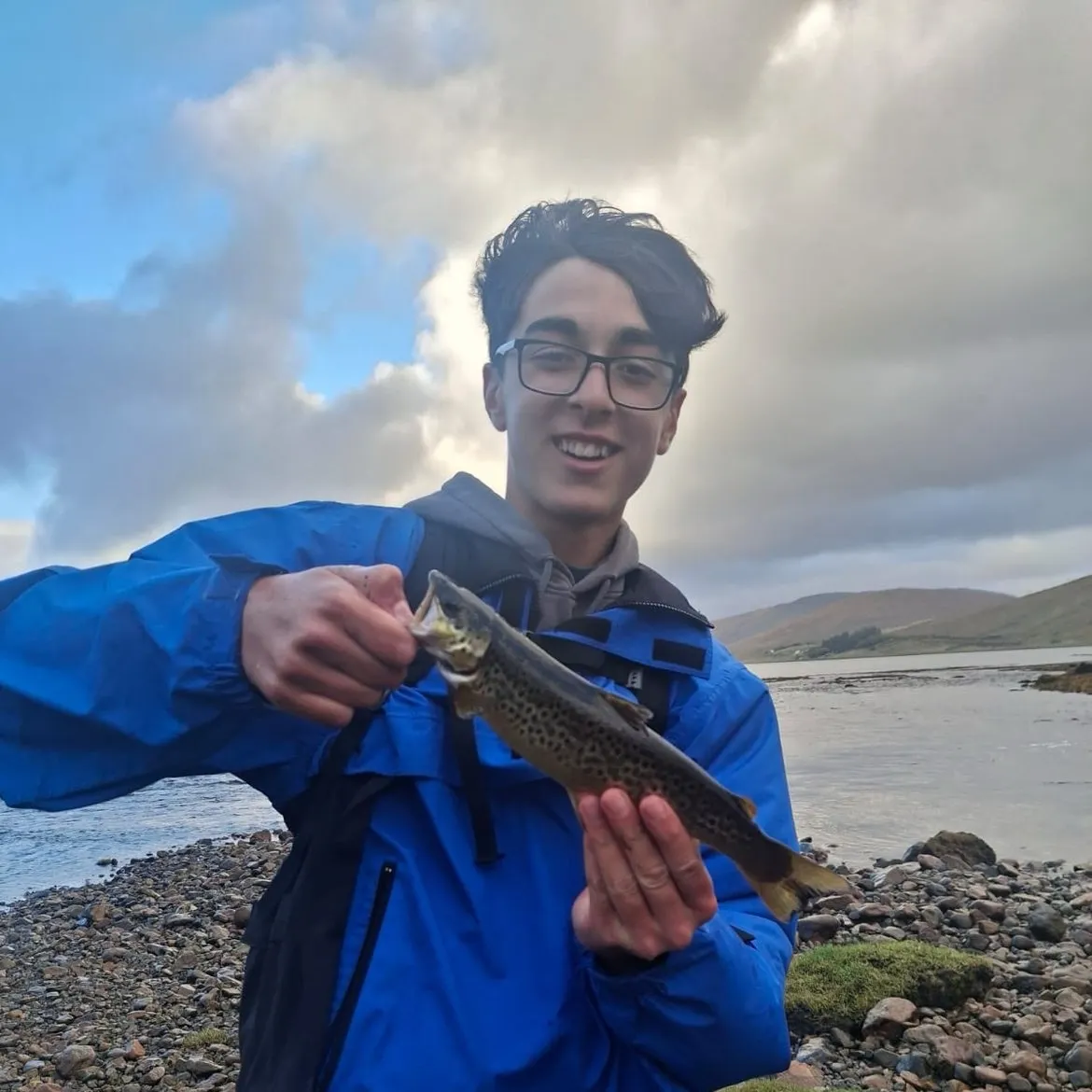 Brown trout caught on Fishbrain