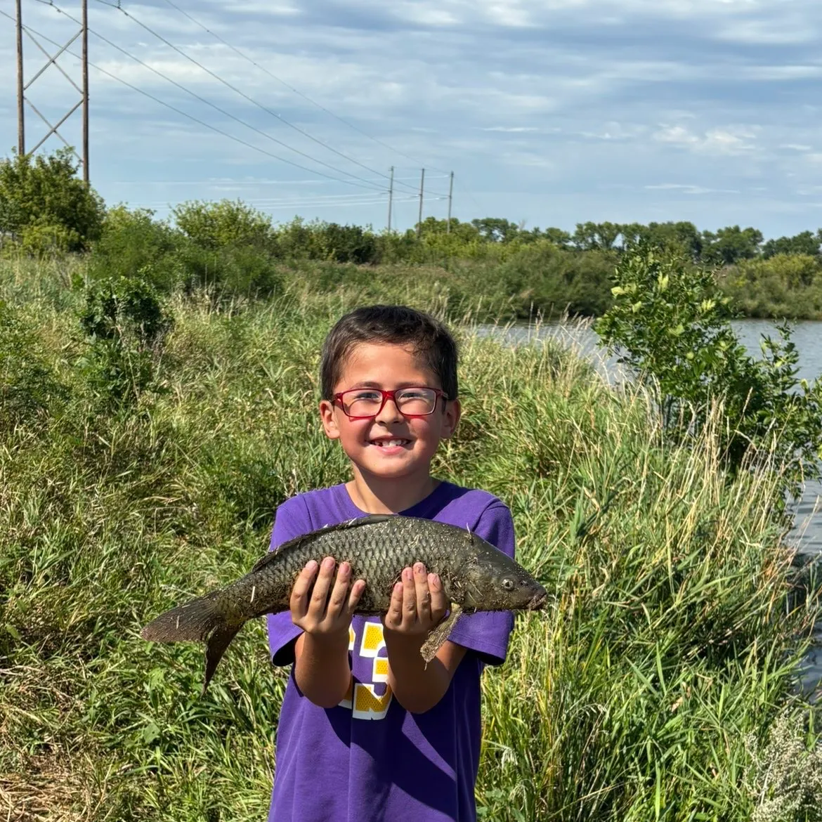 Common carp caught on Fishbrain