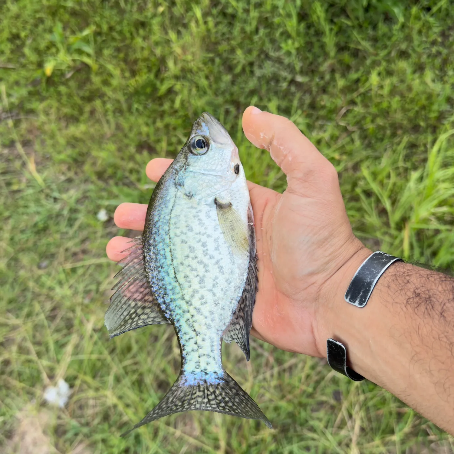 Black crappie caught on Fishbrain