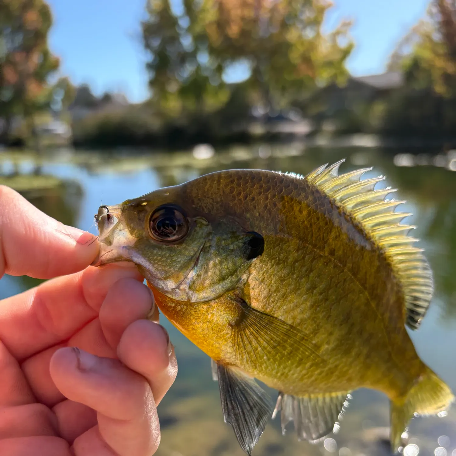 catch