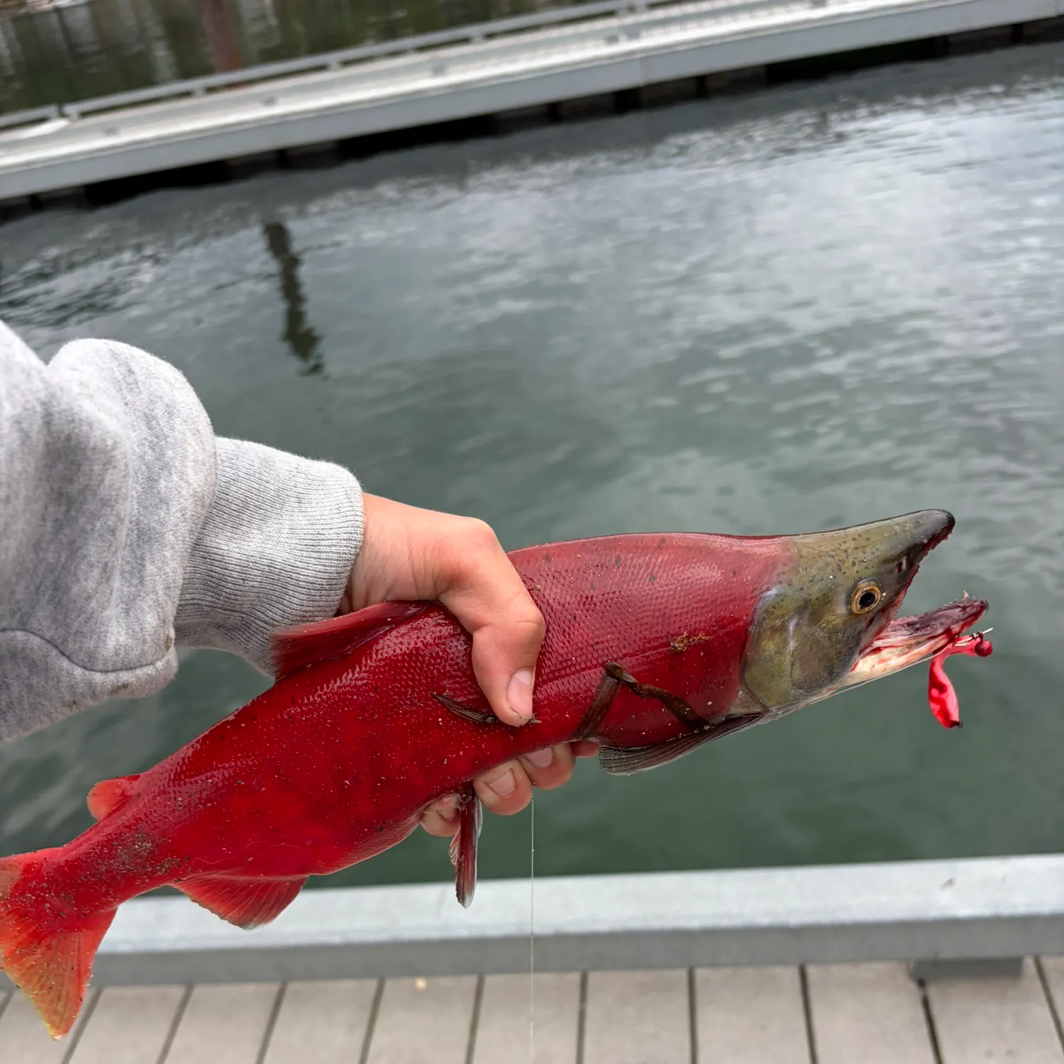 Kokanee salmon caught on Fishbrain