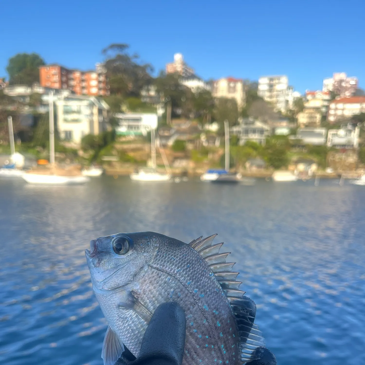 Australasian snapper caught on Fishbrain