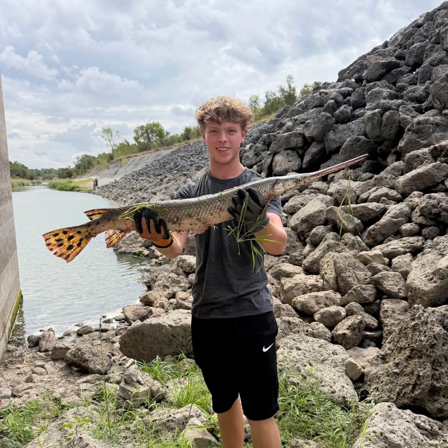 Longnose gar caught on Fishbrain