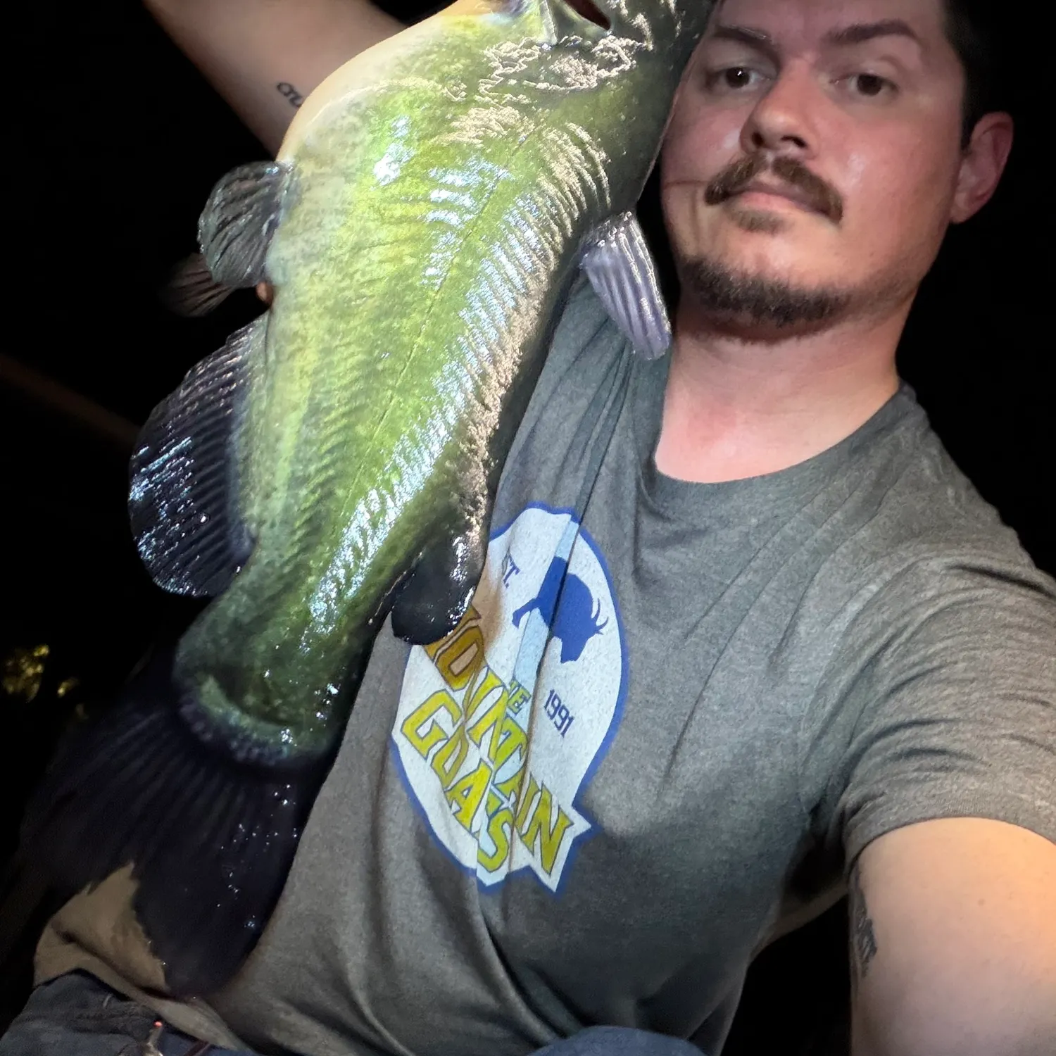Yellow bullhead caught on Fishbrain