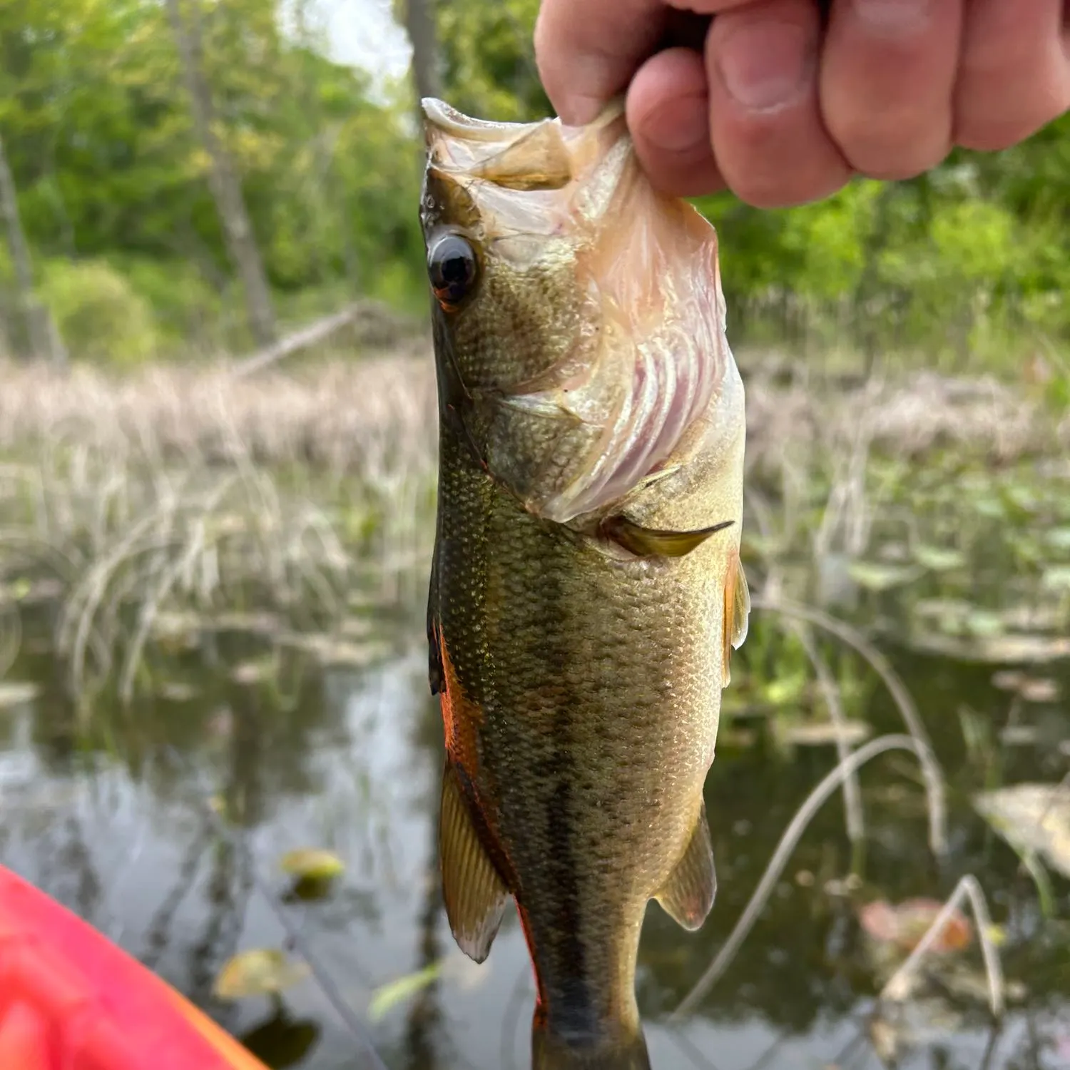 ᐅ Pork Barrel Lake fishing reports🎣• Tekonsha, MI (United States) fishing