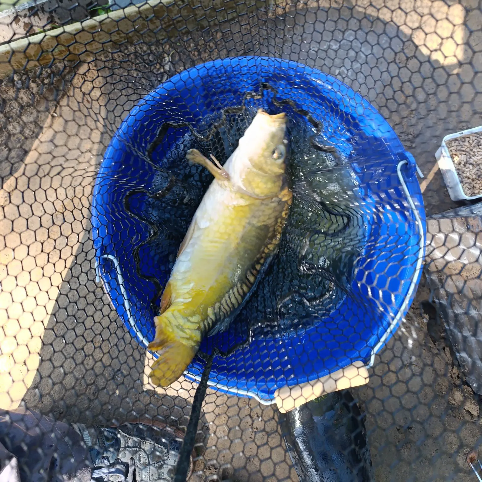 Leather carp caught on Fishbrain