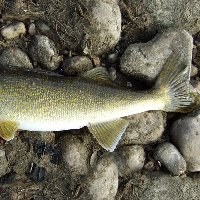 The most recent Walleye catches on Fishbrain