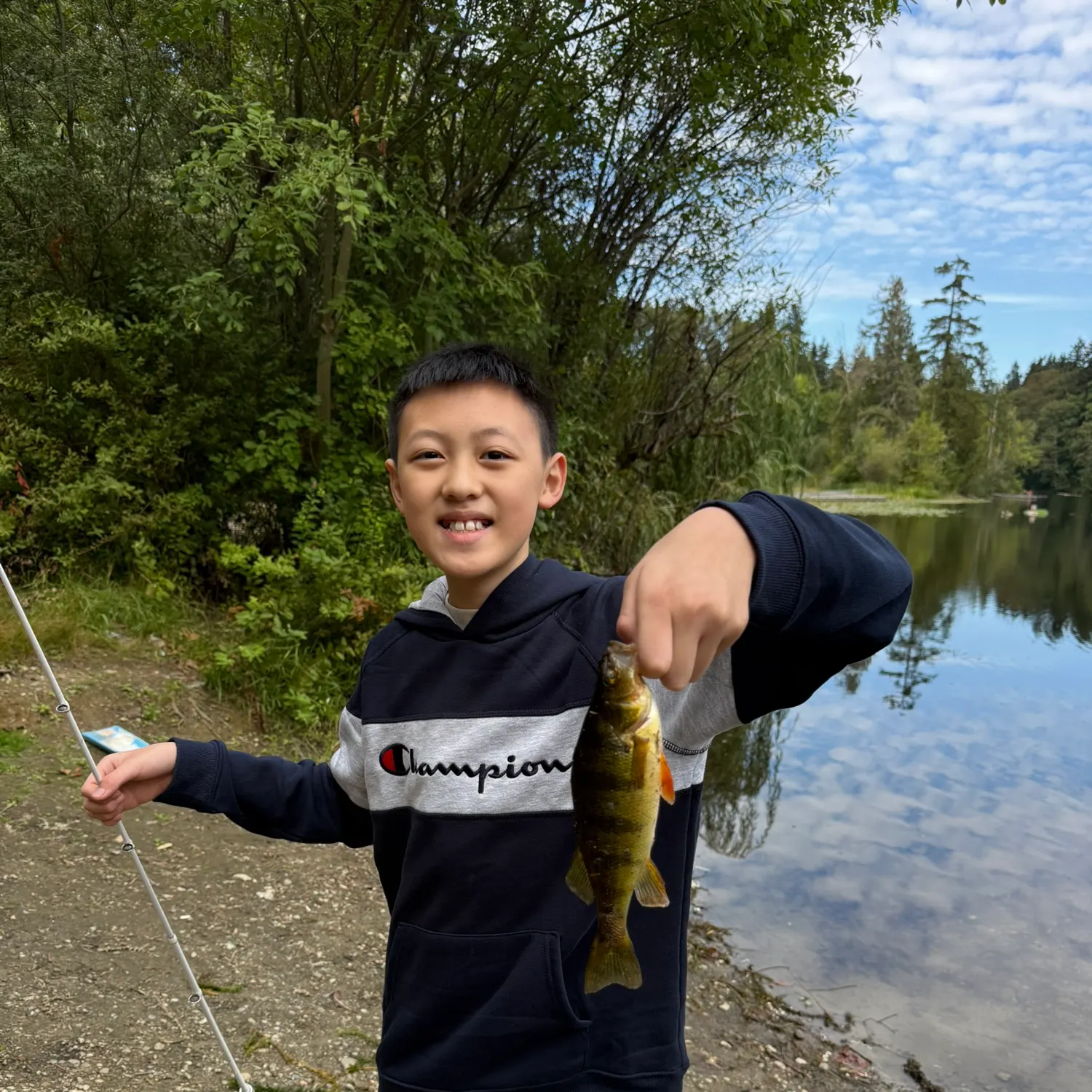 Yellow perch caught on Fishbrain