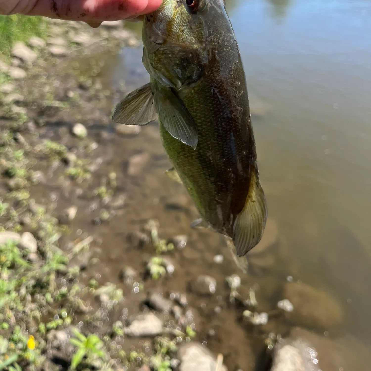 Smallmouth bass caught on Fishbrain