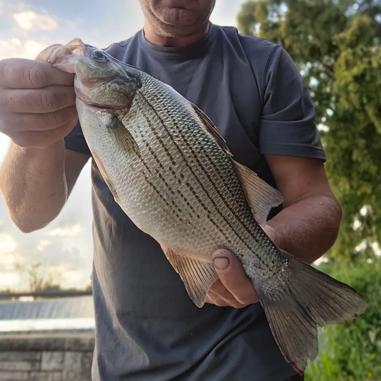 White bass caught on Fishbrain