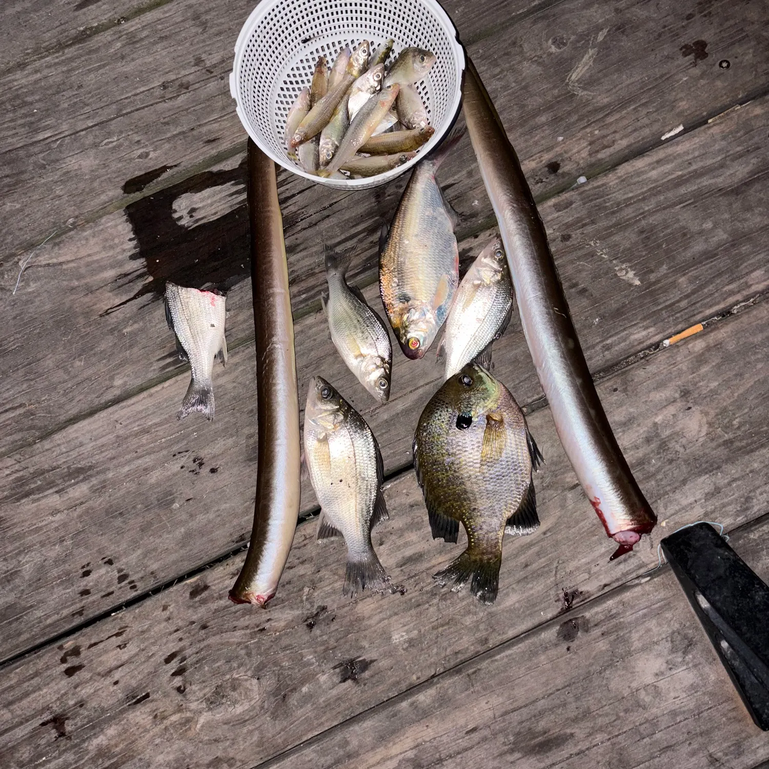 Fish caught on Fishbrain