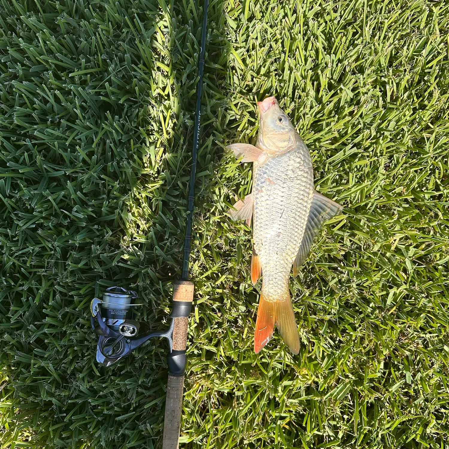 F1 carp caught on Fishbrain