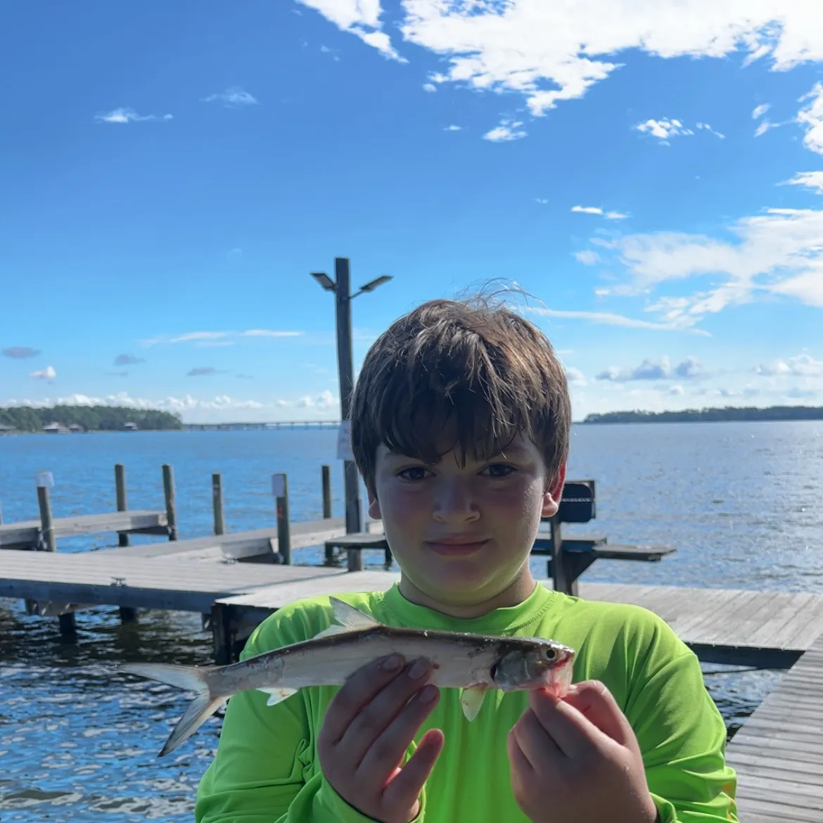 Fish caught on Fishbrain