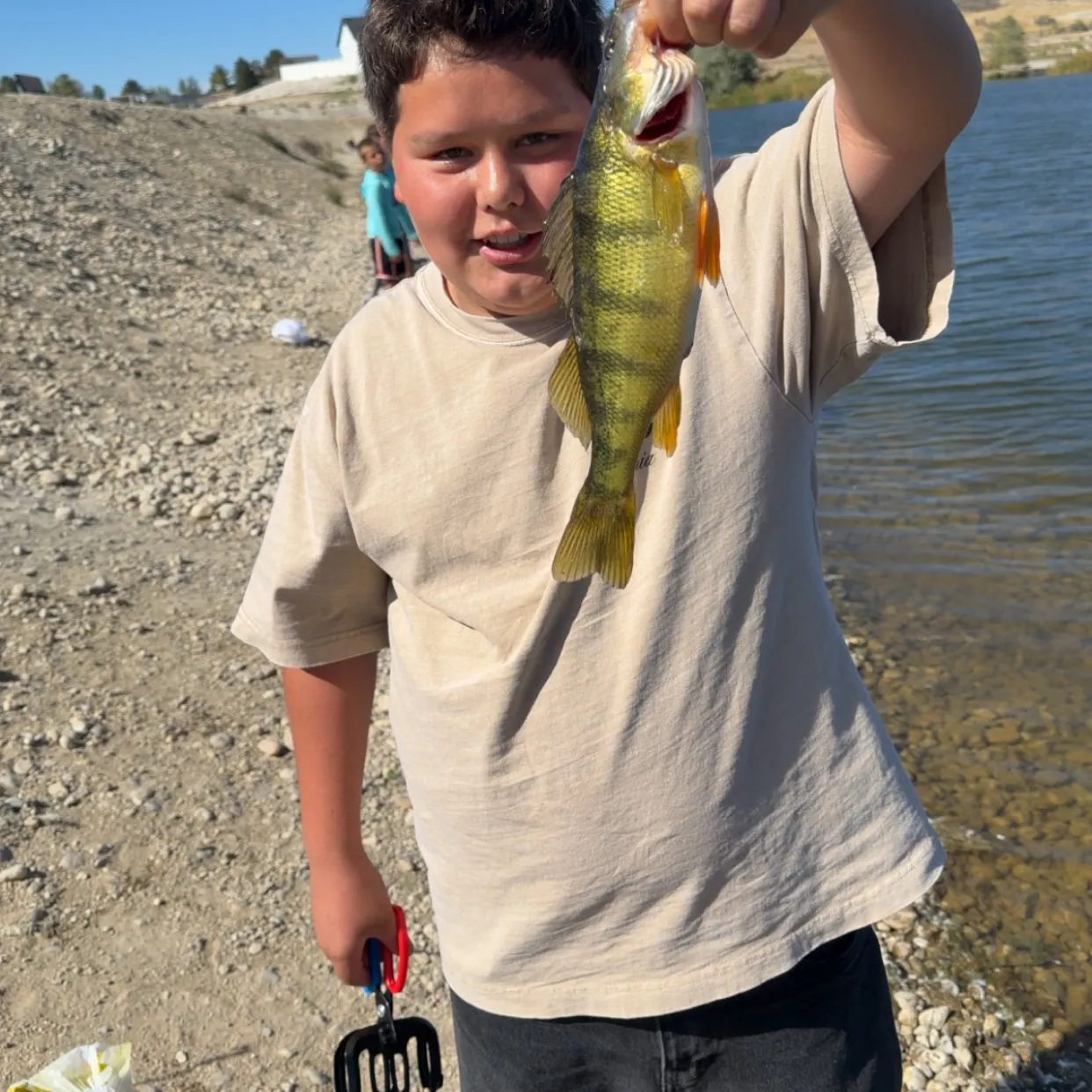 Yellow perch caught on Fishbrain