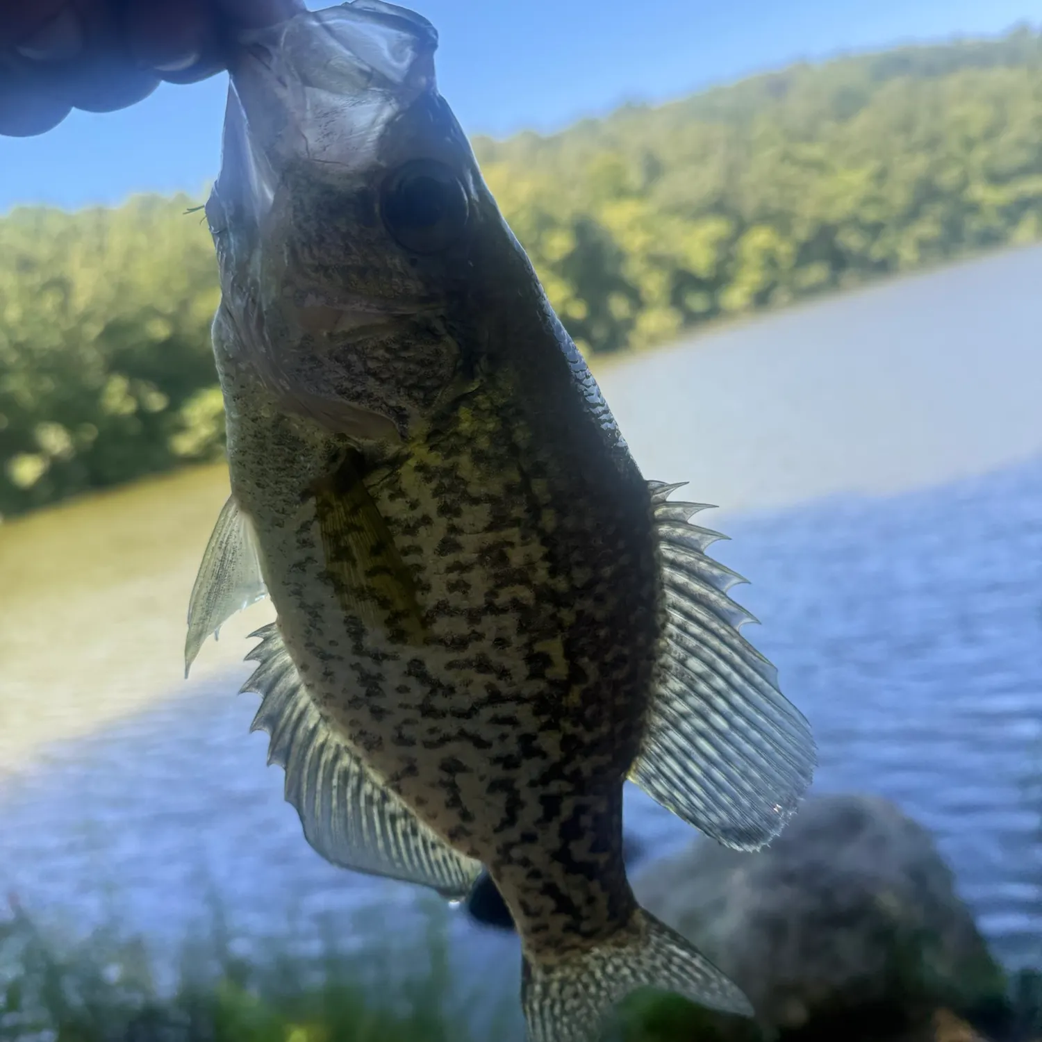 Black crappie caught on Fishbrain