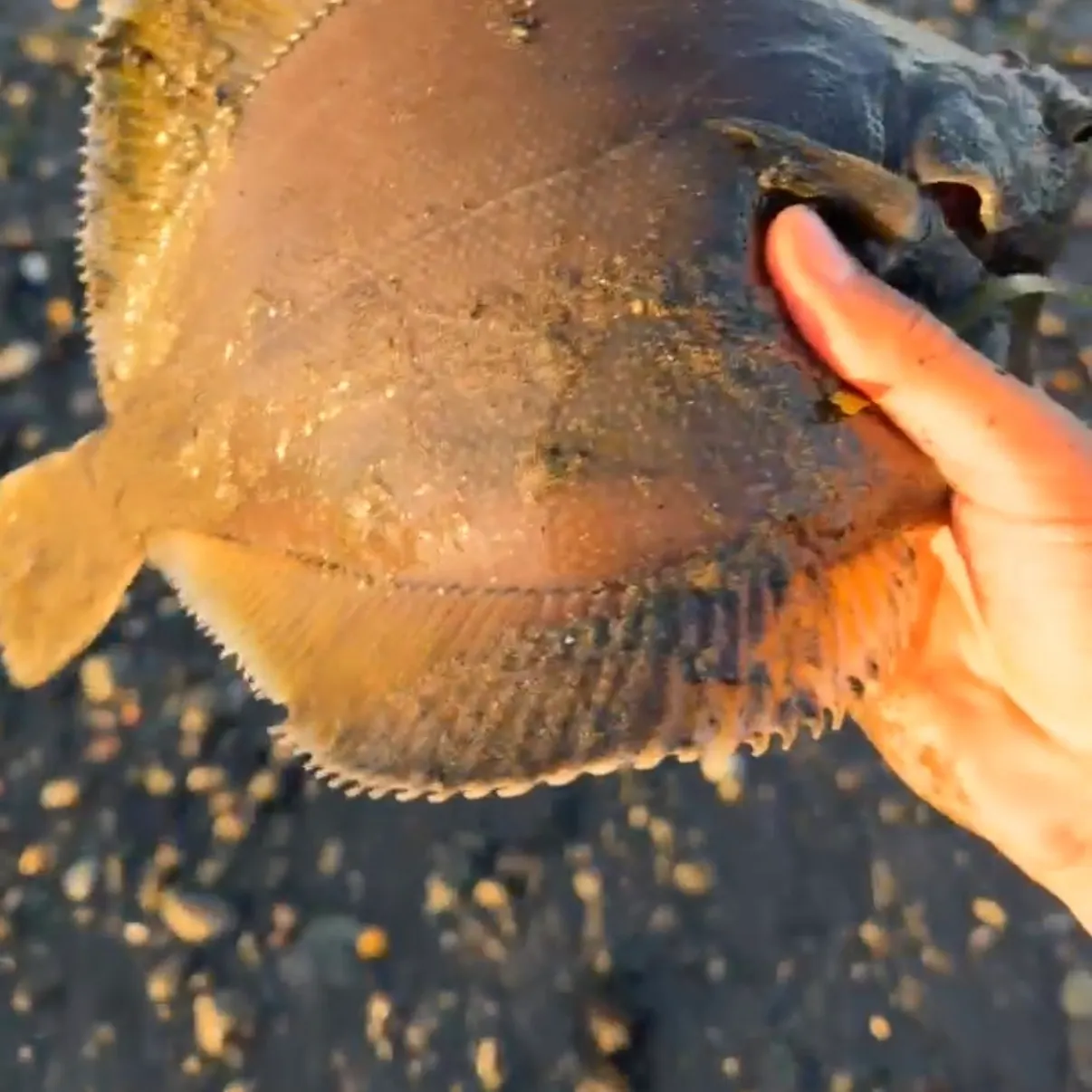 The most recent Yellowfin sole catches on Fishbrain
