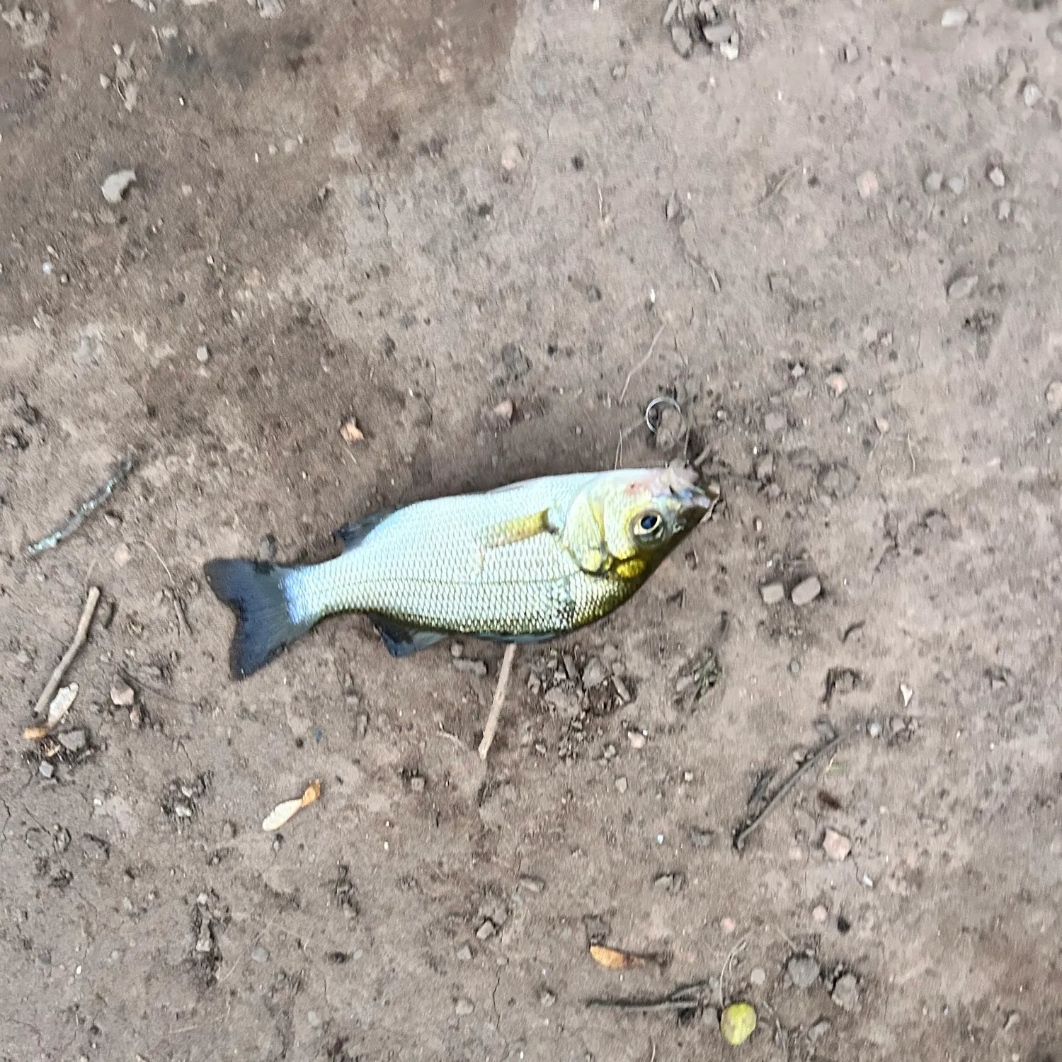 White perch caught on Fishbrain