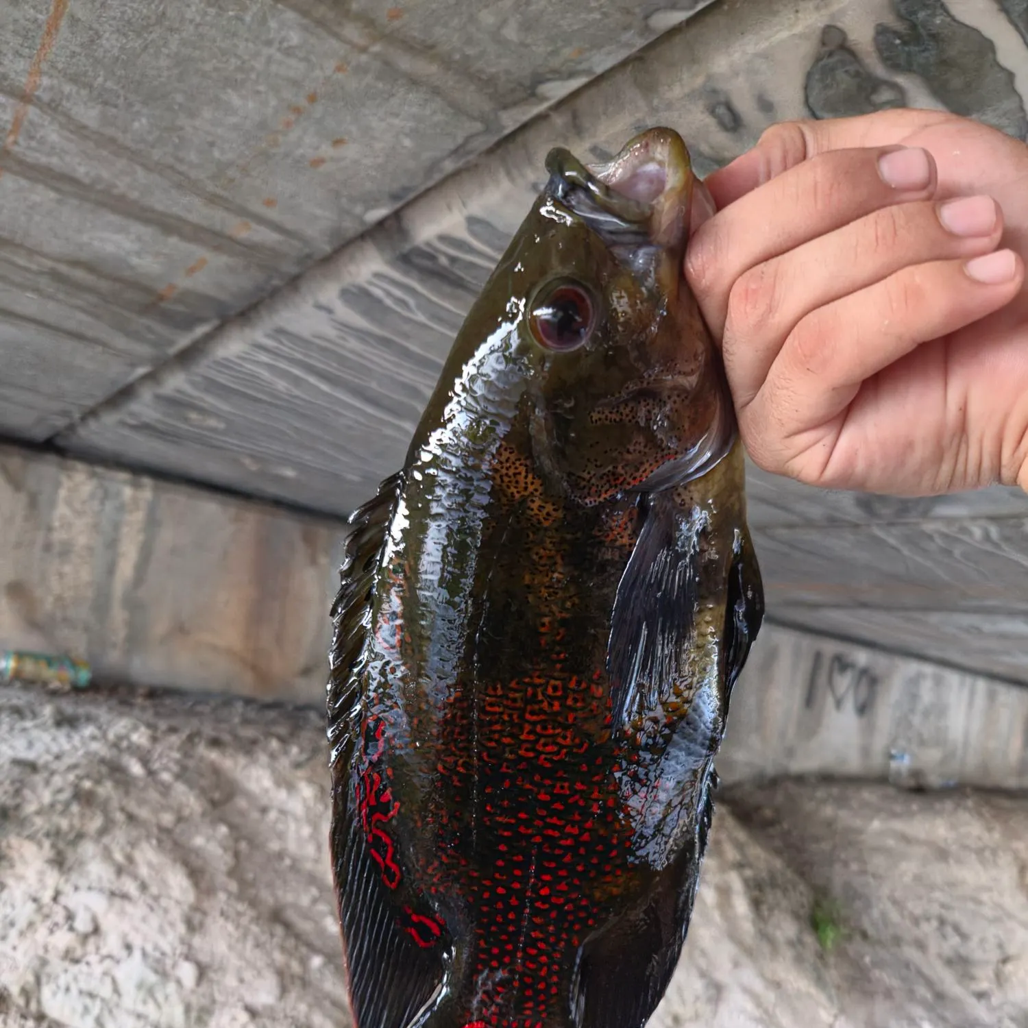 Oscar caught on Fishbrain