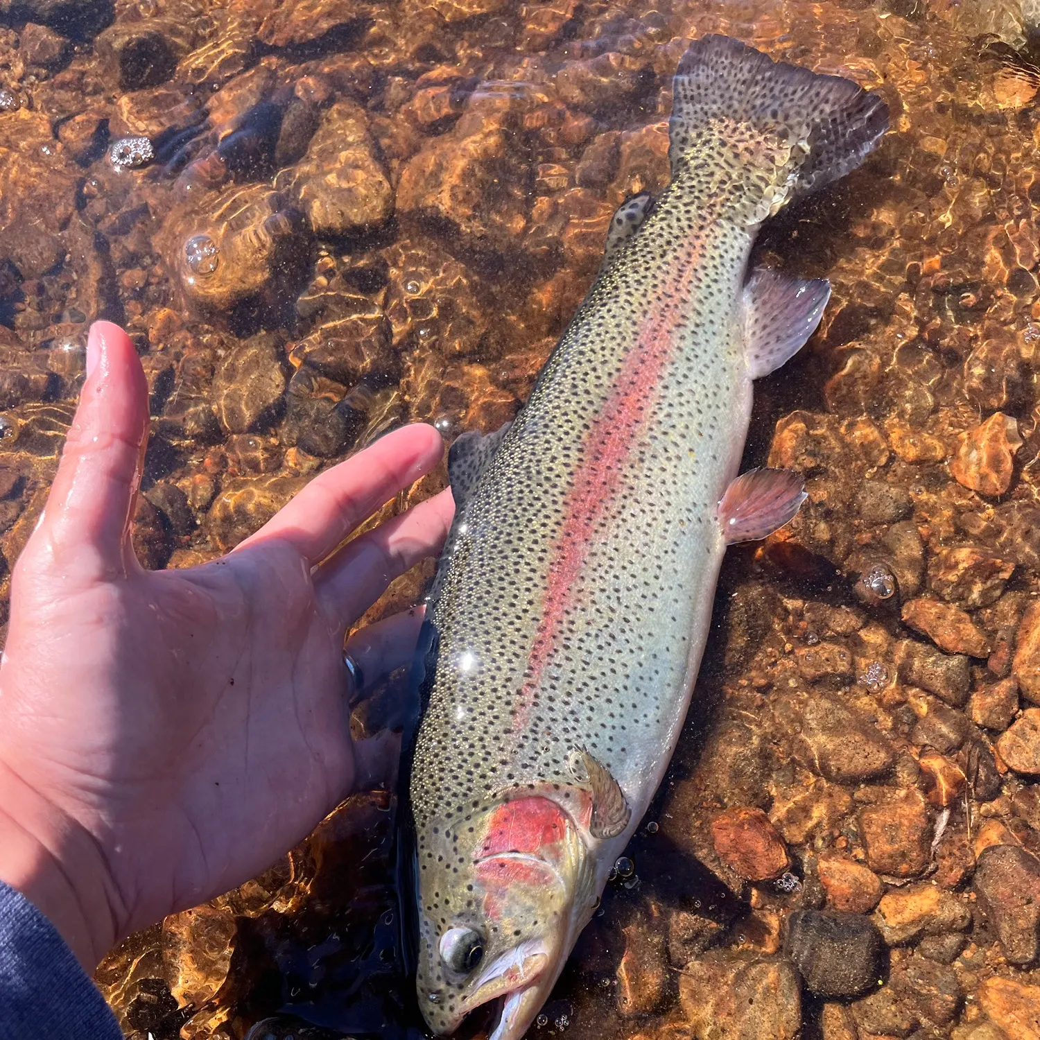 Rainbow trout caught on Fishbrain