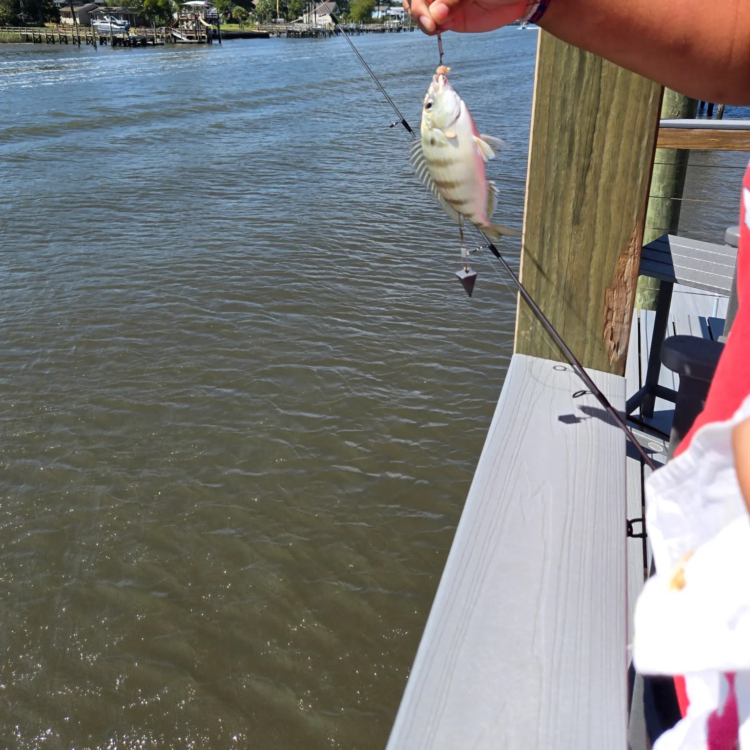 The most recent Pinfish catches on Fishbrain