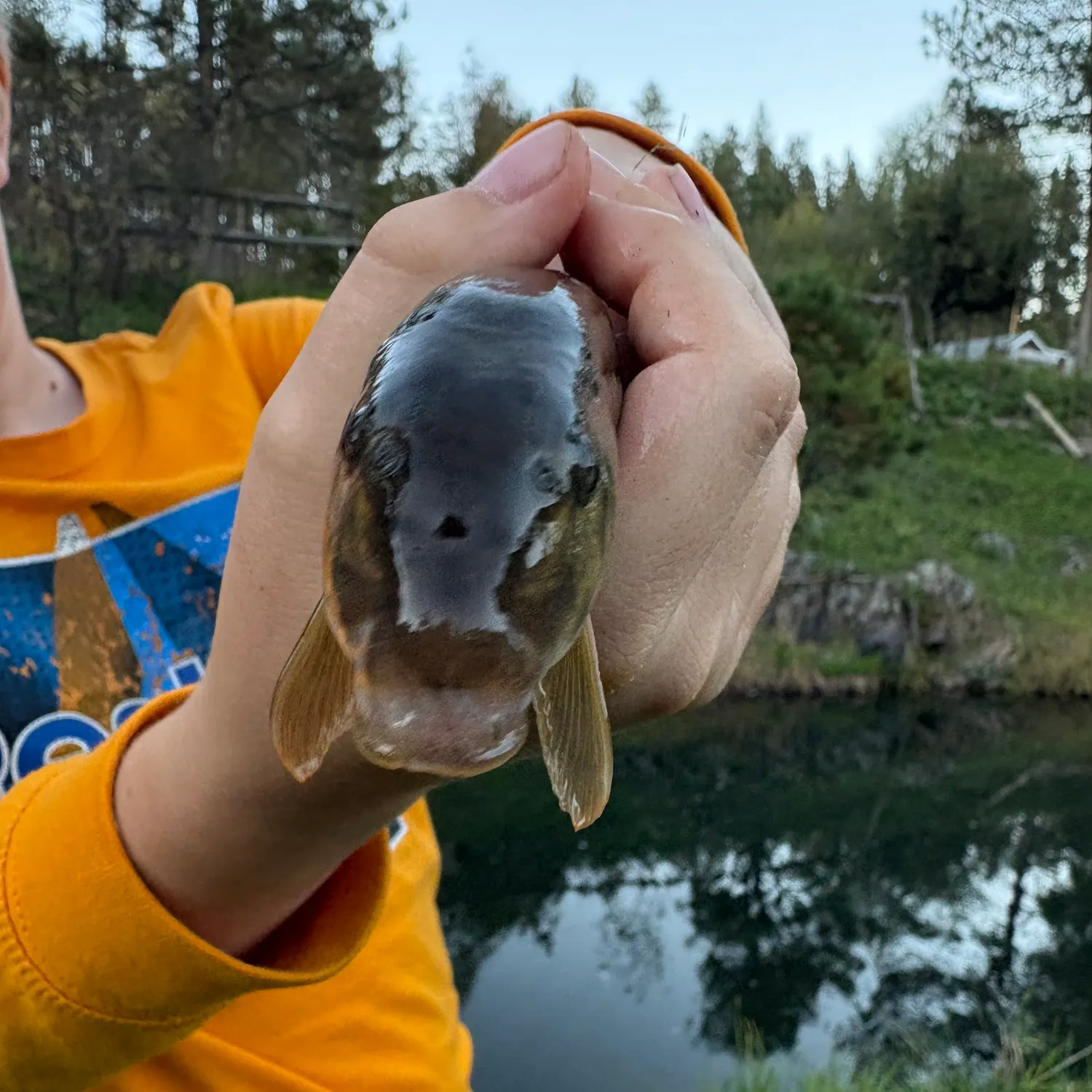 White sucker caught on Fishbrain