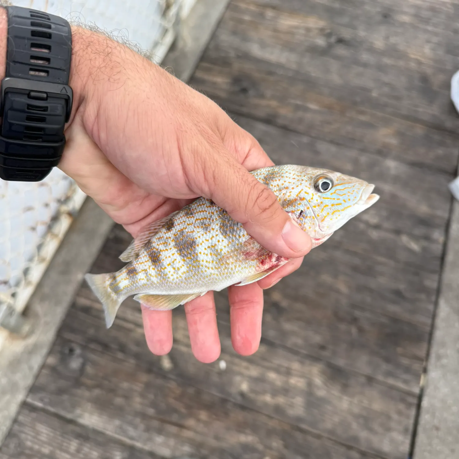 catch