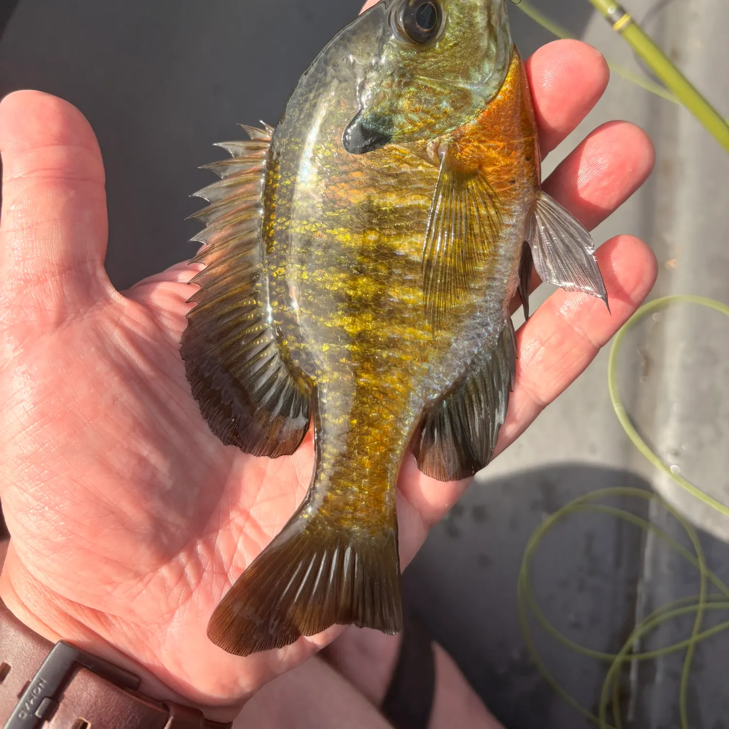 recently logged catches