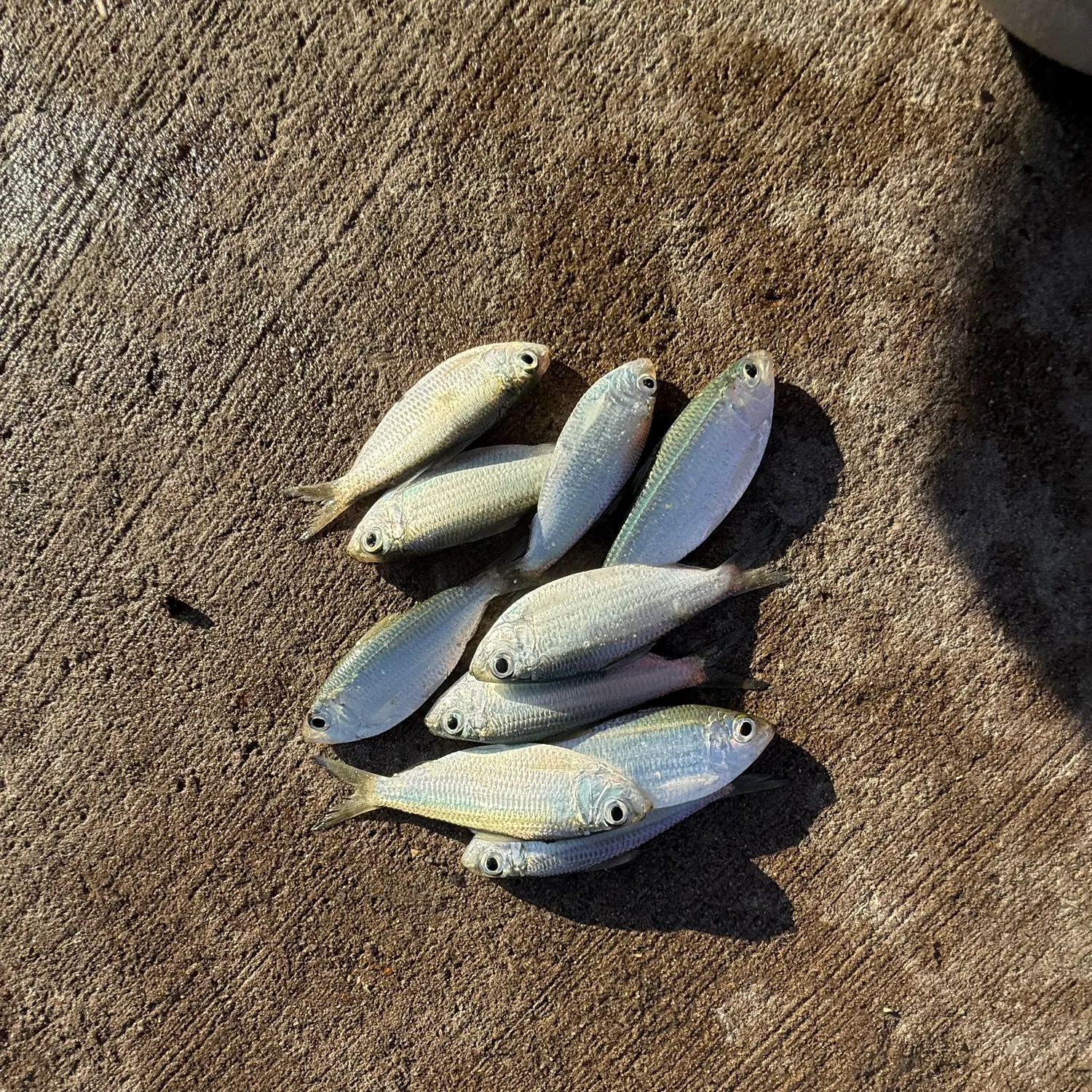 The most recent Scaled herring catches on Fishbrain