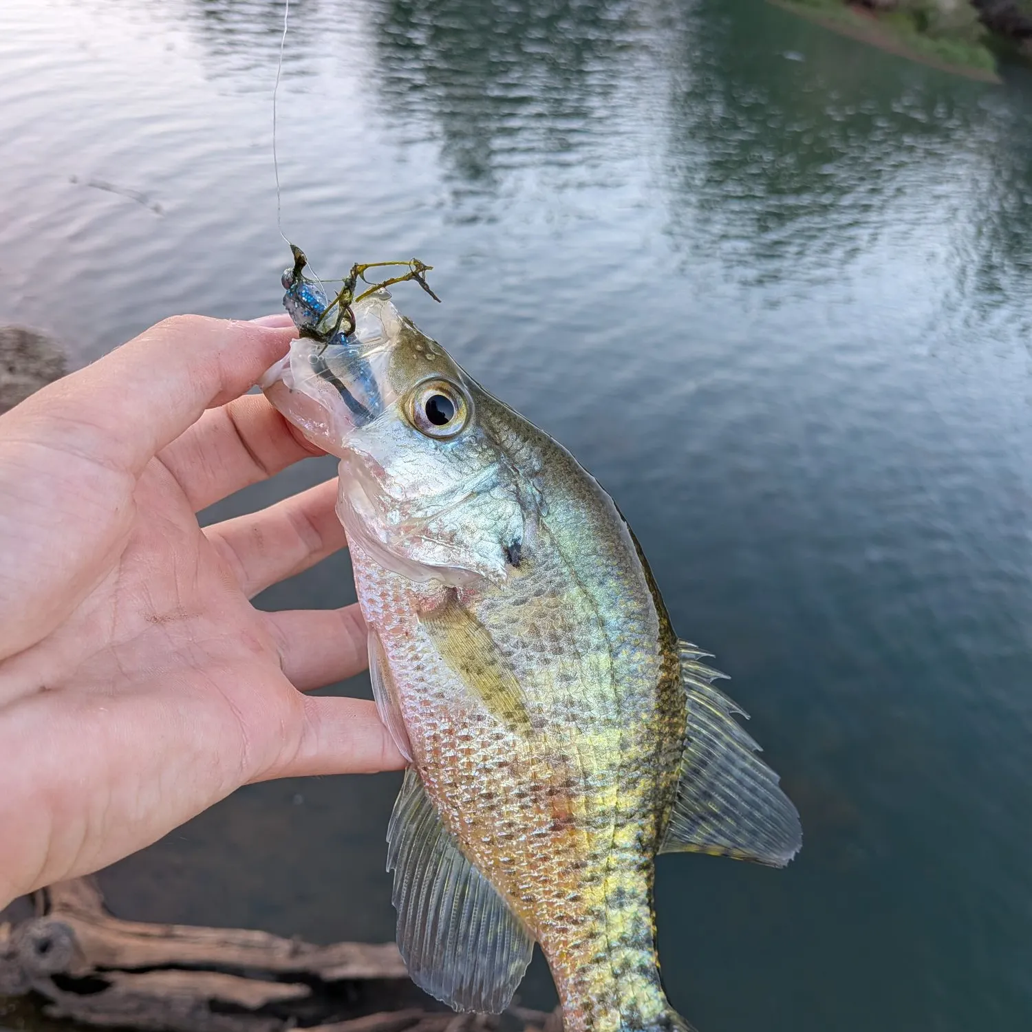 White crappie caught on Fishbrain