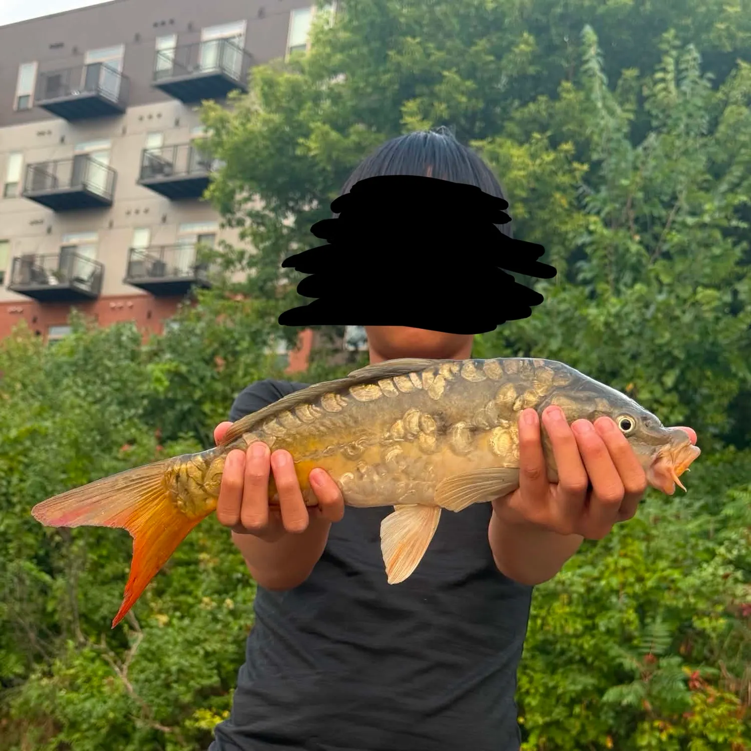 Mirror carp caught on Fishbrain