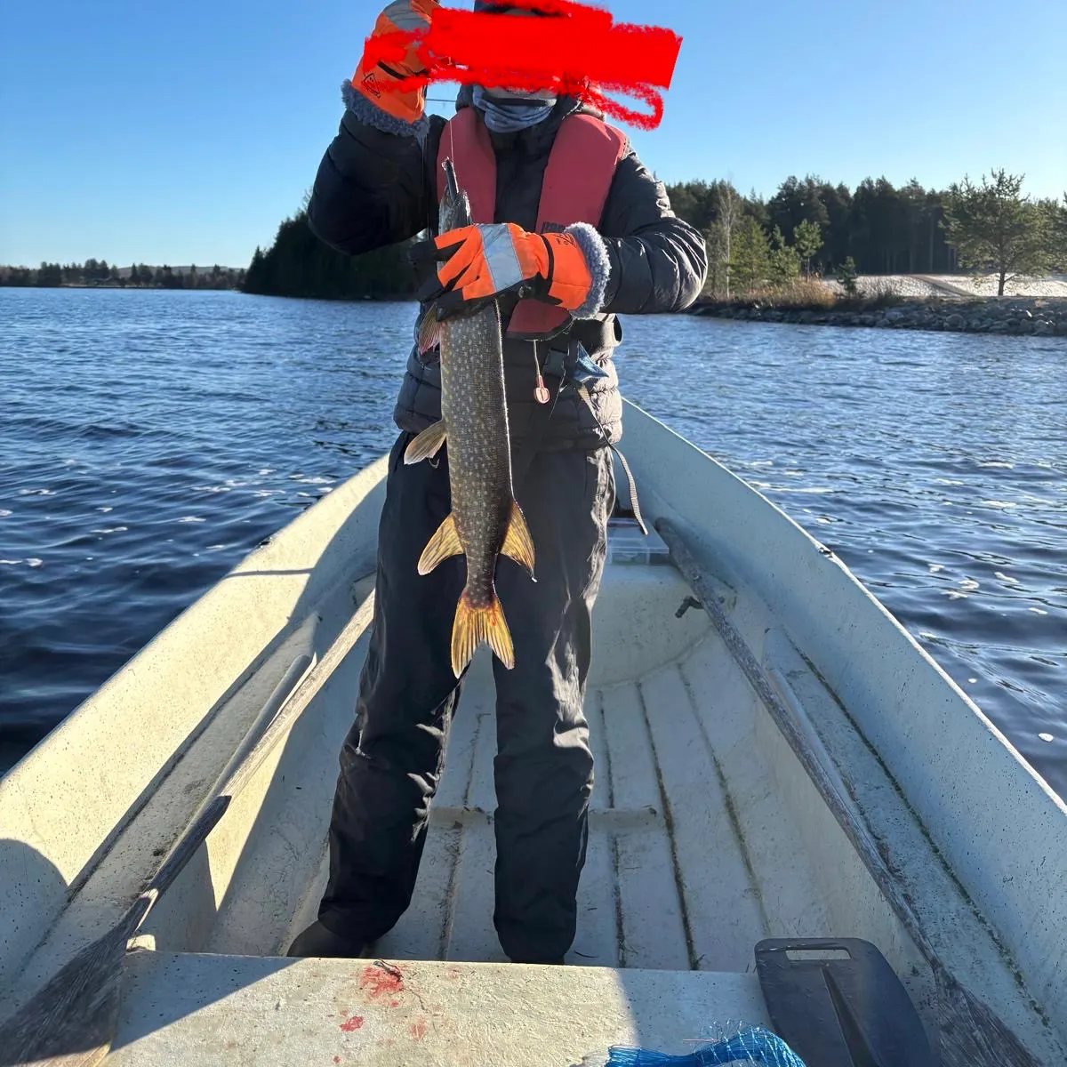 Northern pike caught on Fishbrain