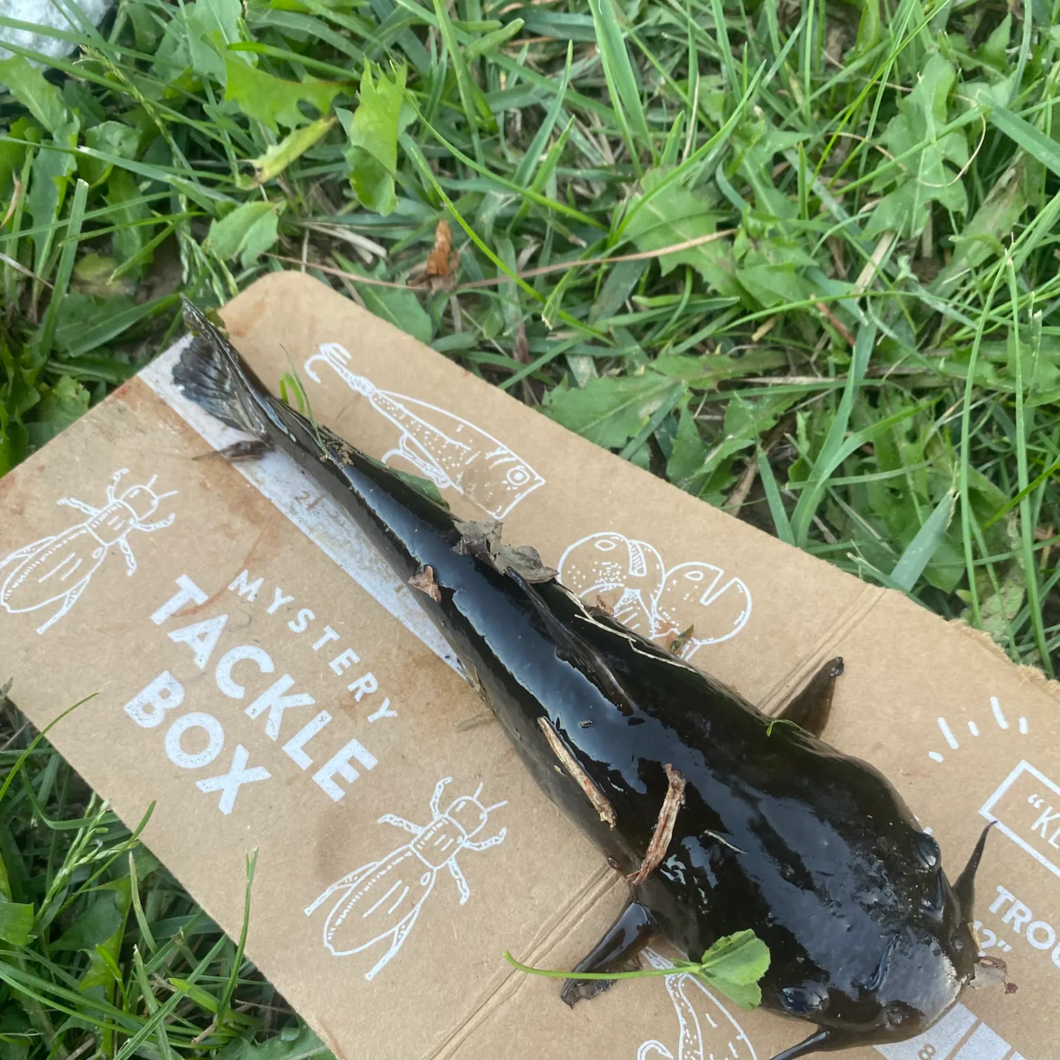 The most recent Black bullhead catches on Fishbrain