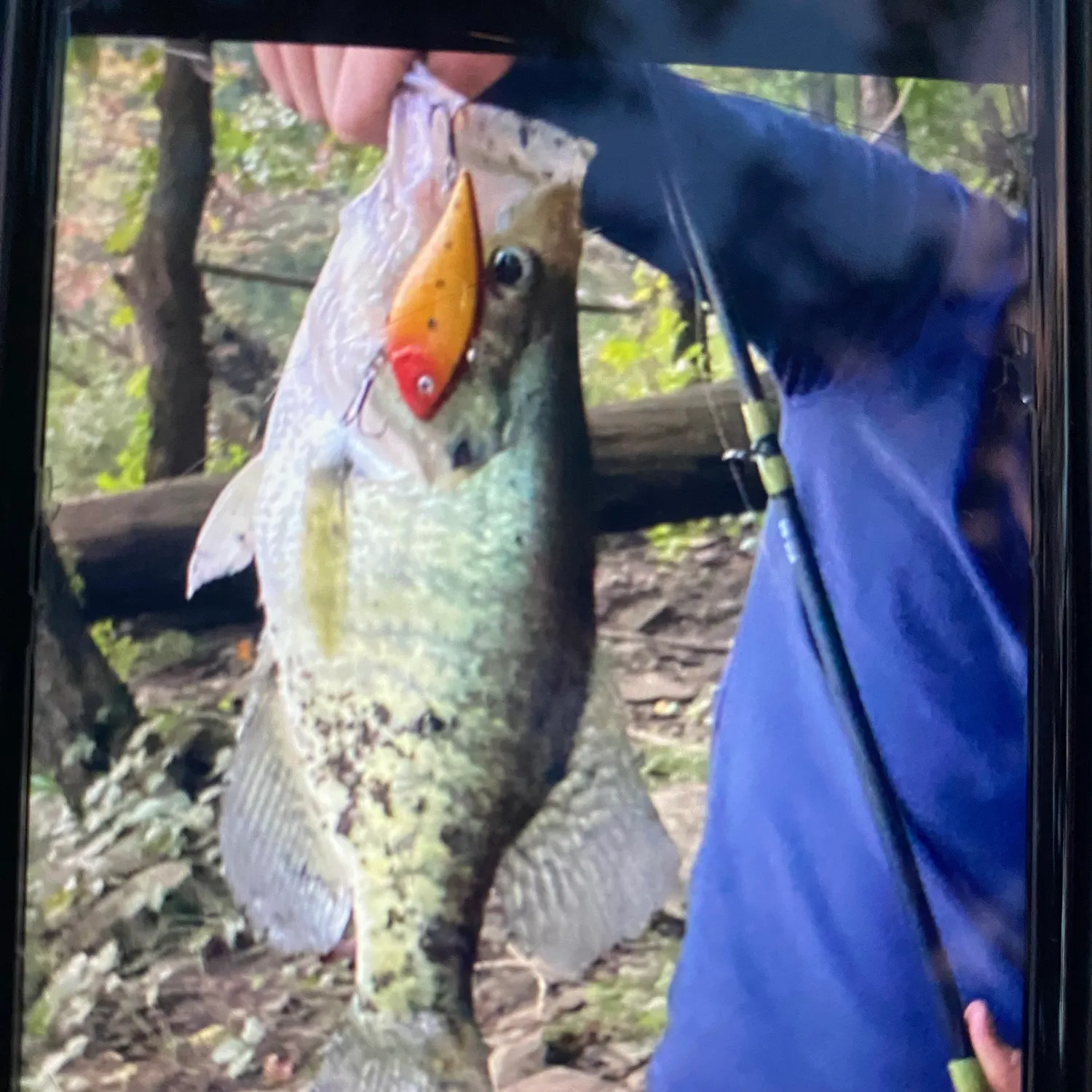 Black crappie caught on Fishbrain