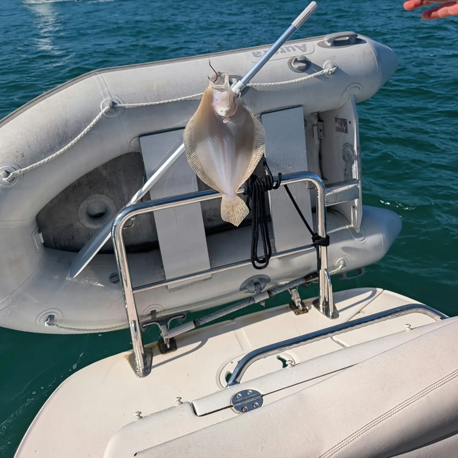 The most recent Stone Flounder catches on Fishbrain