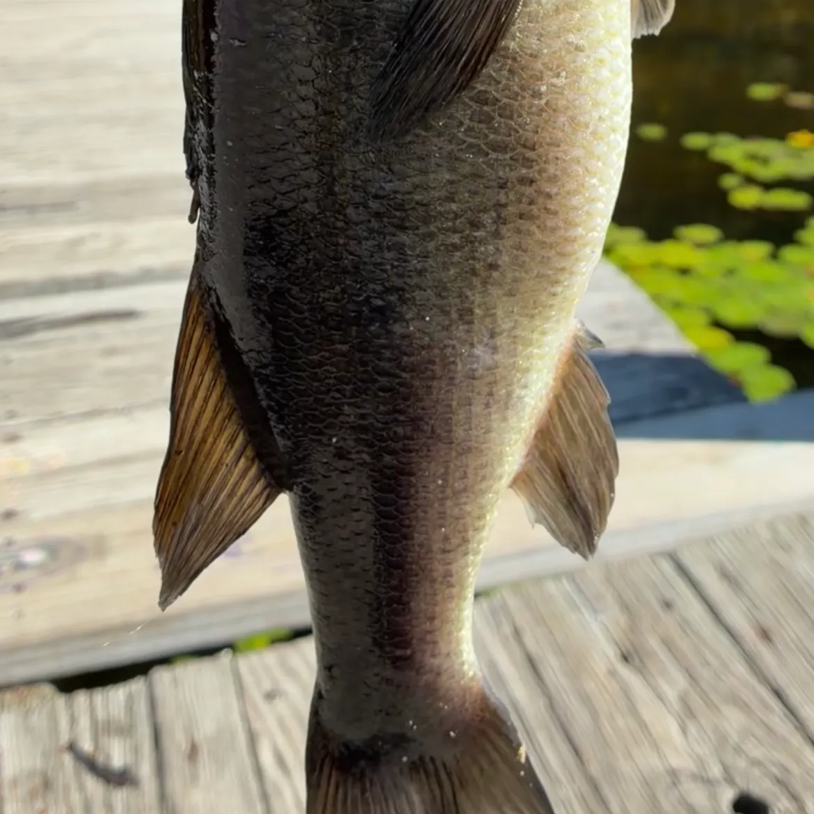 Largemouth bass caught on Fishbrain