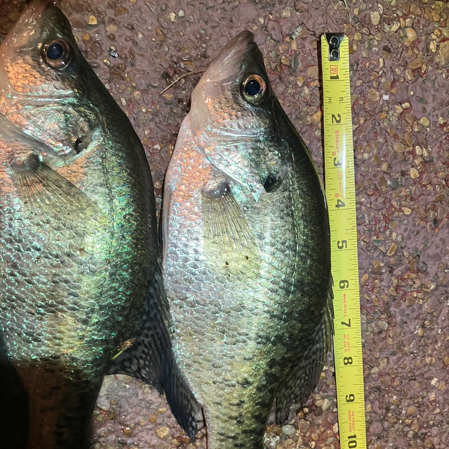 recently logged catches