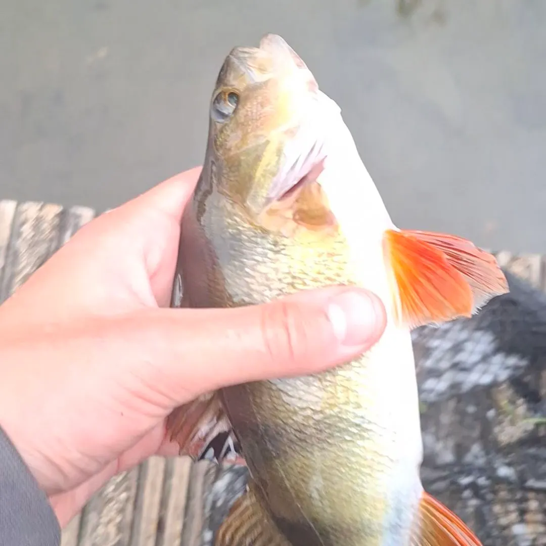 European perch caught on Fishbrain