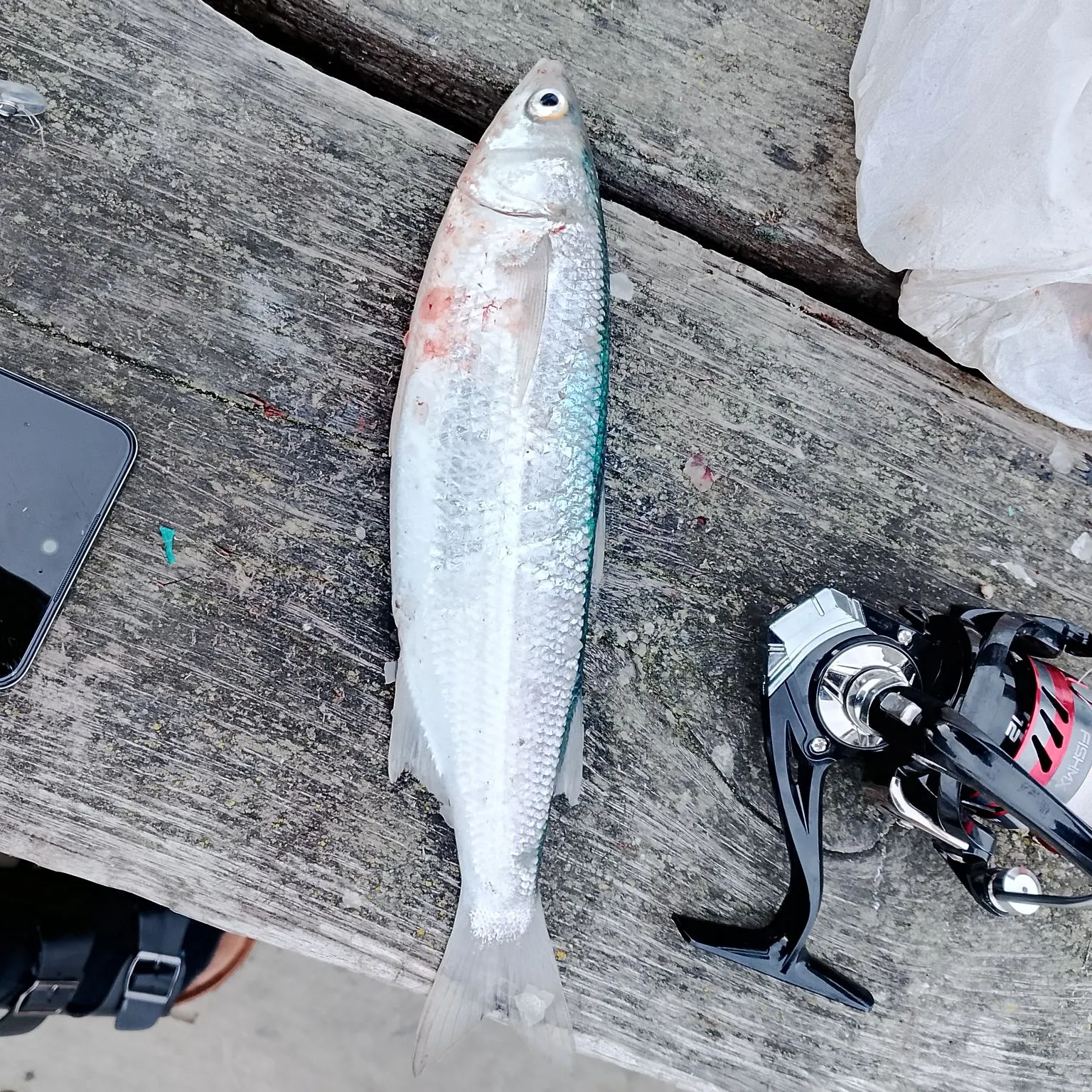 The most recent Yellow-eye mullet catches on Fishbrain