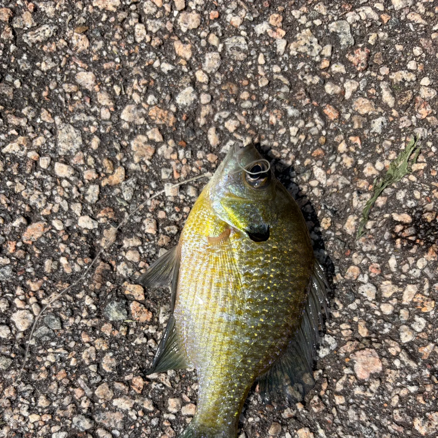 Bluegill caught on Fishbrain