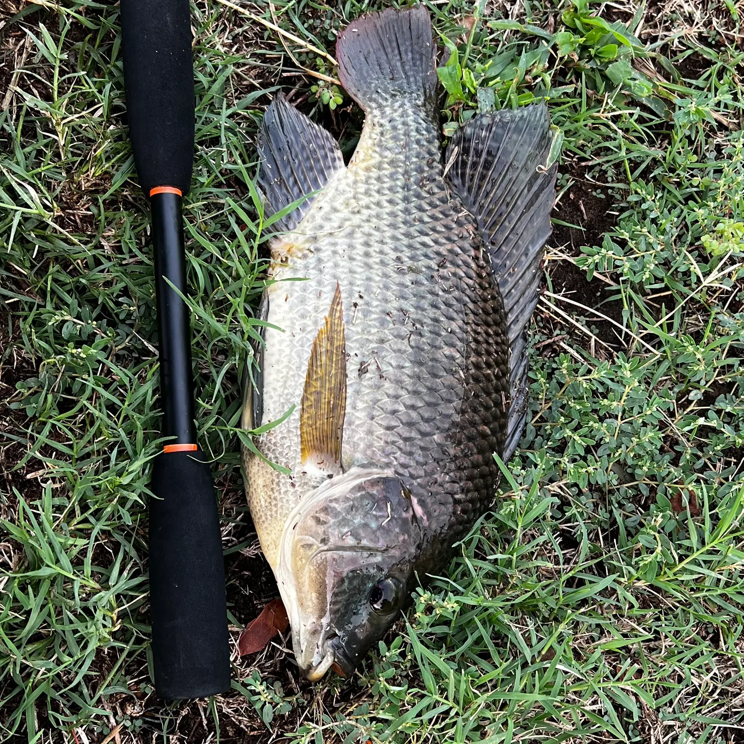 Nile tilapia caught on Fishbrain